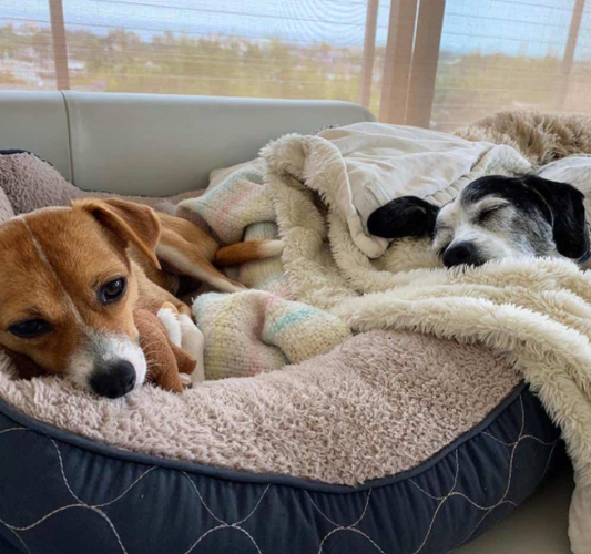 Immunity Week 4 - Sleep